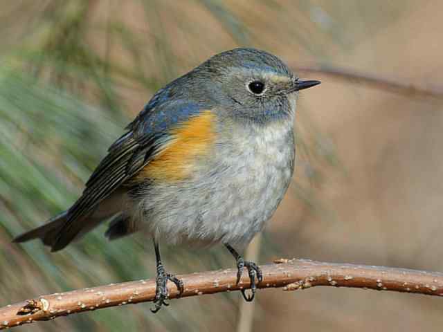 植物园拍摄红胁蓝尾鸲