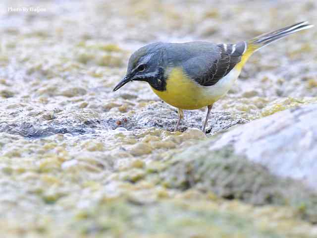 房山十渡(灰鹡鸰)