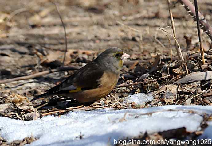 它的名字叫金翅
