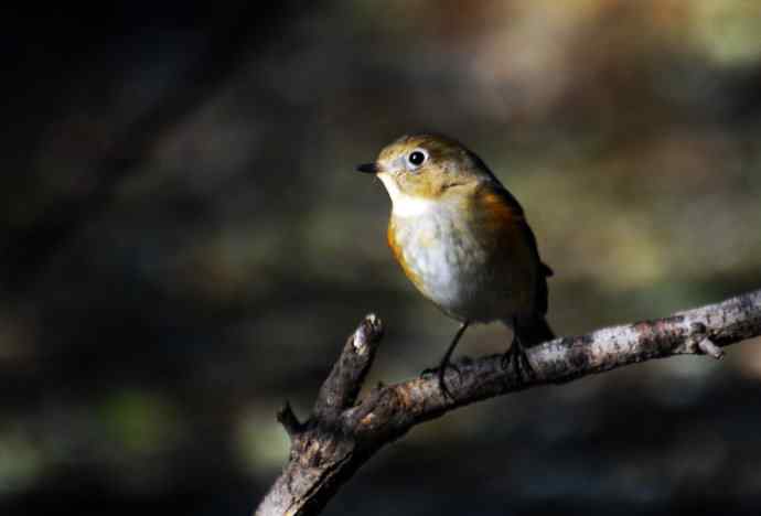 雌性红胁蓝尾鸲（18）