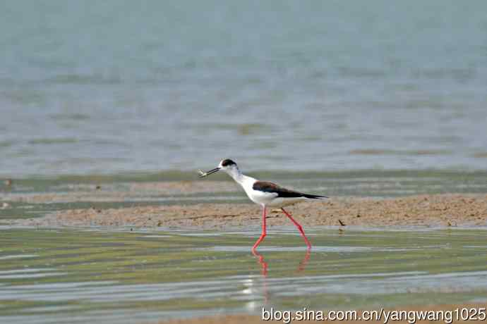 黑翅长脚鹬（1）