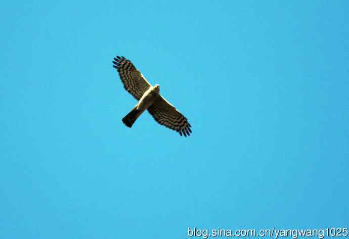 红隼（记录版）