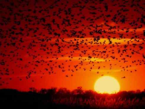 雀鸟也彪悍:小鸟也疯狂(红翅黑鹂) 雀鸟也彪悍:小鸟也疯狂(红翅黑鹂——拟鹂科的战斗种族)