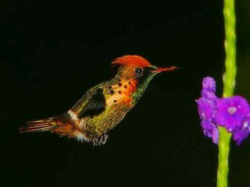 雀鸟也彪悍：别拿豆包不当干粮（蜂鸟）