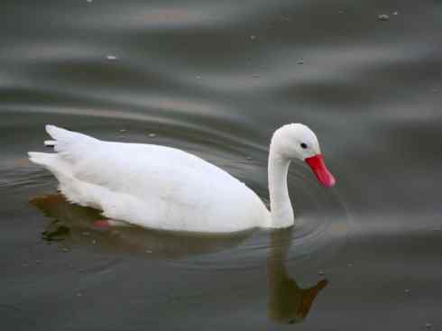 犬科：狐亚科伪狐属之高地狐、河狐、秘鲁狐