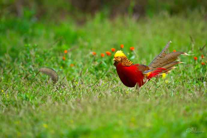 四月拍到九只鸡