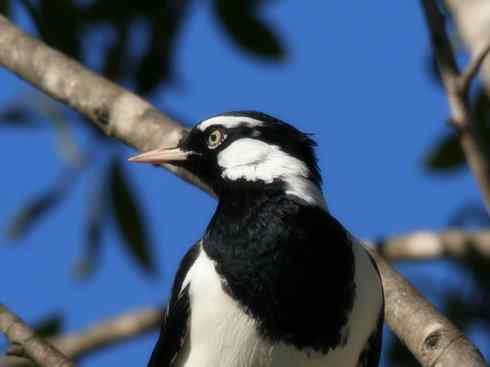 雀鸟也彪悍：角斗士（鹊鹨）