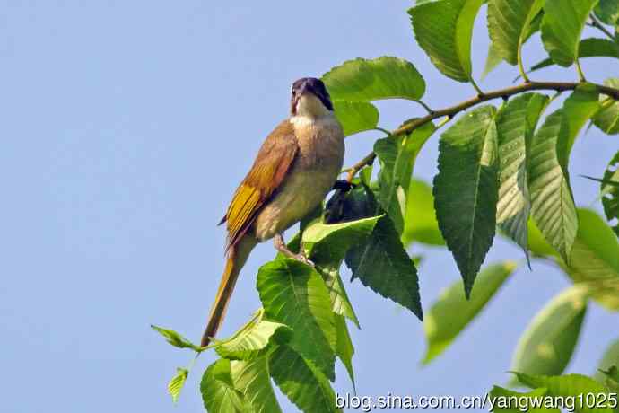 白头鹎(随拍)3 白头鹎(随拍)3