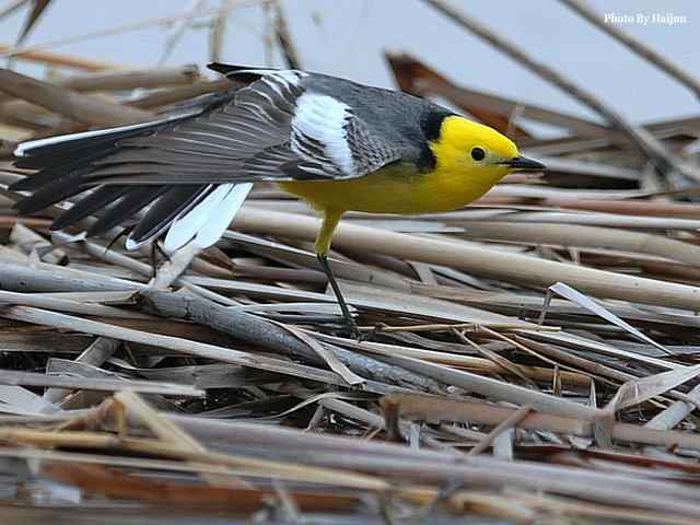 野鸭湖拍摄纪实(黄头鹡鸰及其它) 野鸭湖拍摄纪实(黄头鹡鸰及其它)