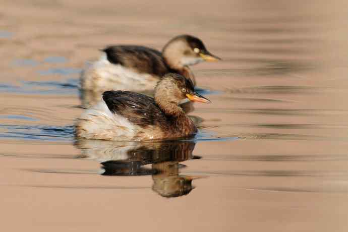 两只小鸊鷉 浅议趴拍