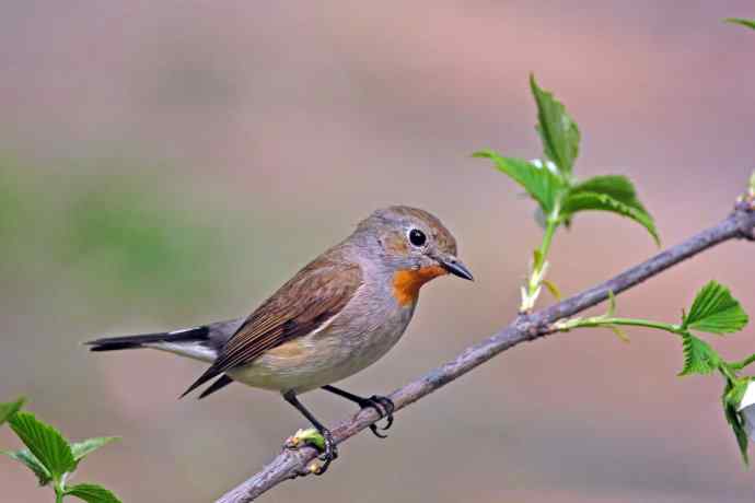 雄性红喉姬鹟（2）