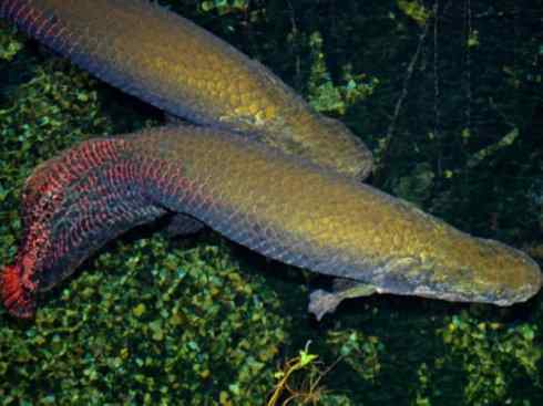 鱼类活化石：巨骨舌鱼