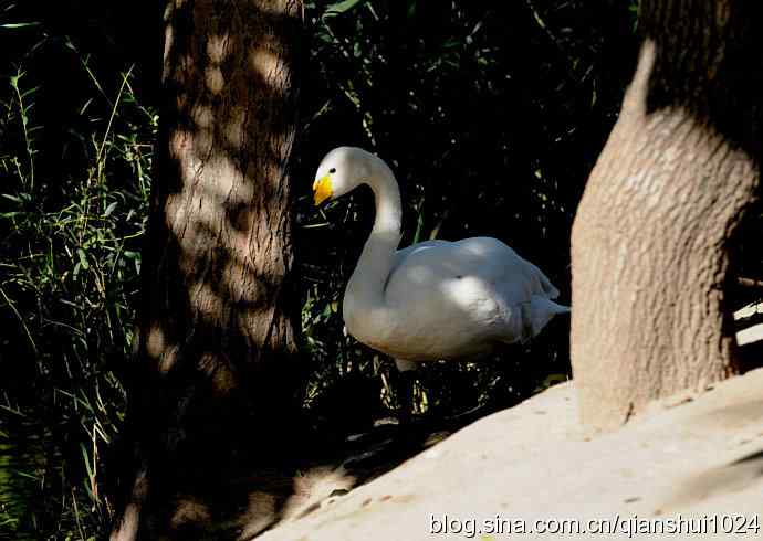 白天鹅.悠然自得(动物园)