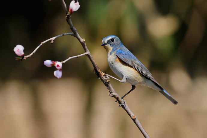 北植的红胁蓝尾鸲