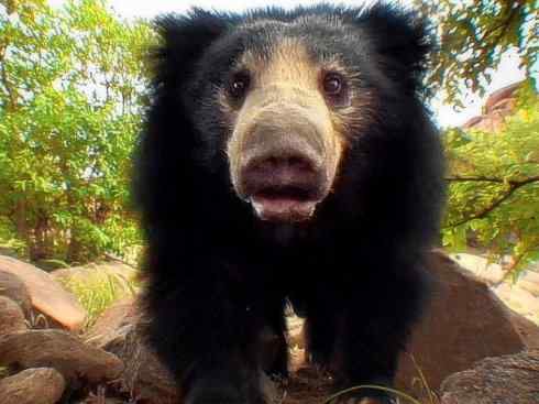 十大喜食蜂蜜动物：黑熊