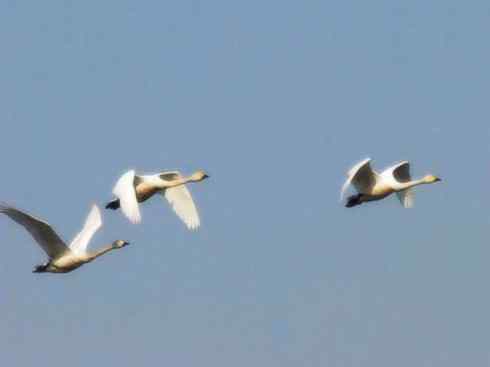 雁鸭之最之三 雁鸭之最之三