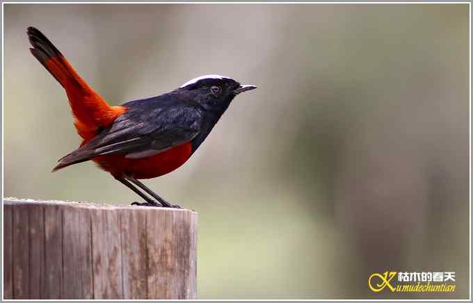 白顶溪鸲【照片】