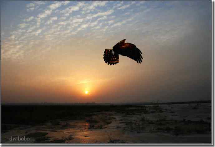 野鸭湖猛禽-白尾鹞