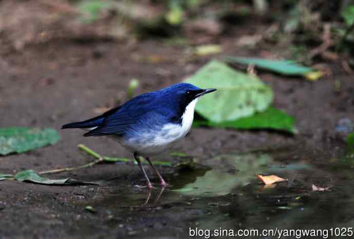 雄性蓝歌鸲（3）