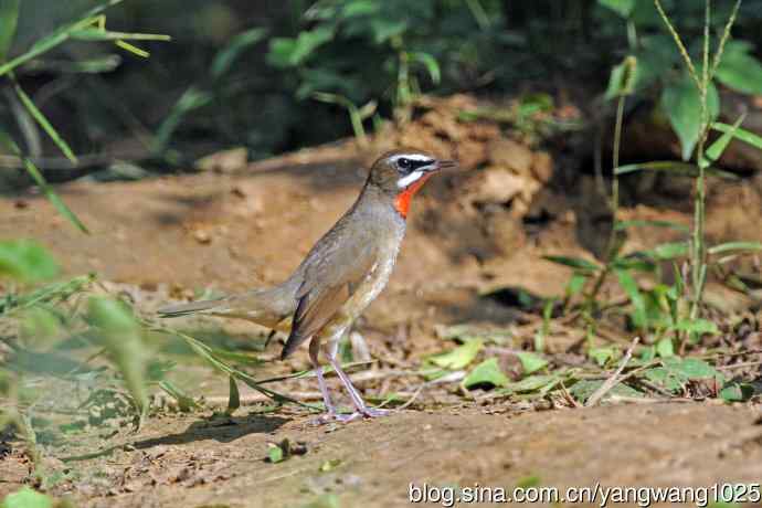 雄性红喉歌鸲（21）
