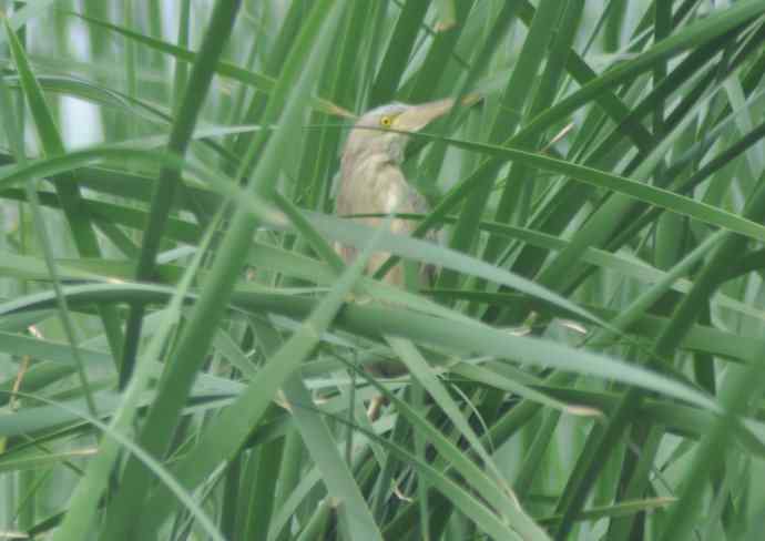 很难捕捉的苇莺 wbr2 很难捕捉的苇莺 wbr2