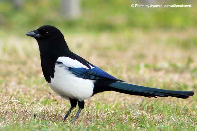 “同名同姓”的鸟类大全