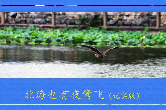 北海也有夜鹭飞（记实版）