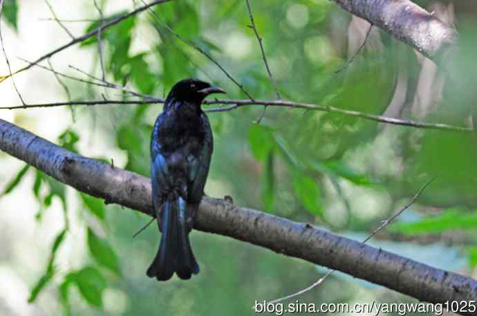 发冠卷尾(1) 发冠卷尾(1)