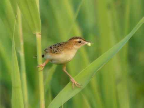 十大鸟类建筑师之四（扇尾莺、缝叶莺）