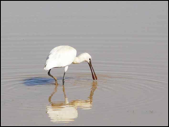 武汉观鸟会初级观鸟讲座[第13课]——白衣仙子，各种白鹭的区别辨识
