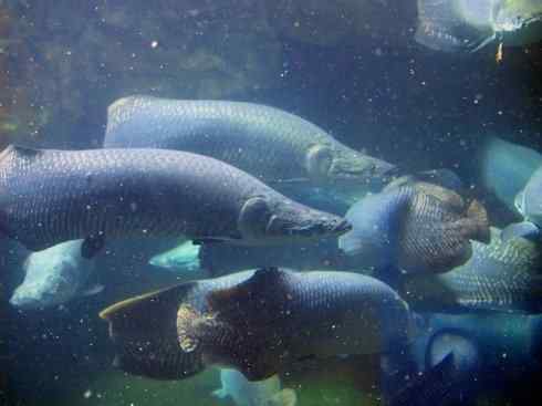 鱼类活化石：巨骨舌鱼
