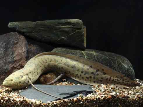 鱼类活化石：非洲肺鱼