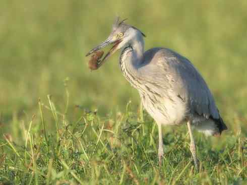 天生猎手：非猛禽类猎手之六（重量级的杀手——大型鹭鸟）