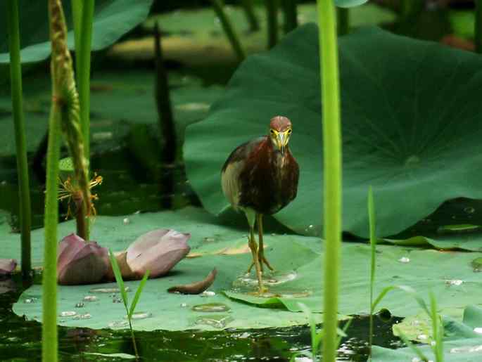 圆明园&nbsp;wbr路&nbsp;wbr荷塘深处觅食的池鹭