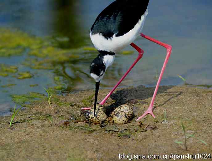 美丽优雅黑翅长脚鹬,就要当爸爸妈妈了