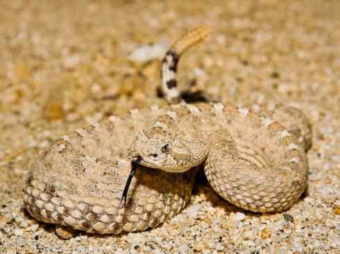 龙：传说的兽原型探秘（响尾蛇类）