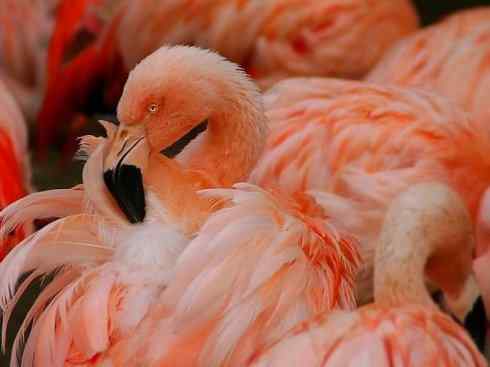 极品红色鸟类：火烈鸟