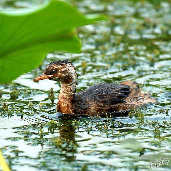 圆明园拍鸟——小小鸊鷉（数毛版）