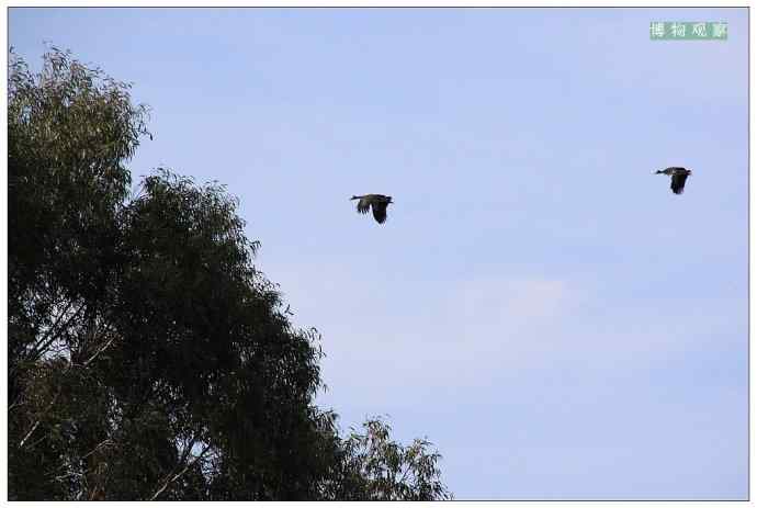 澳洲鸟类摄影——鹊雁