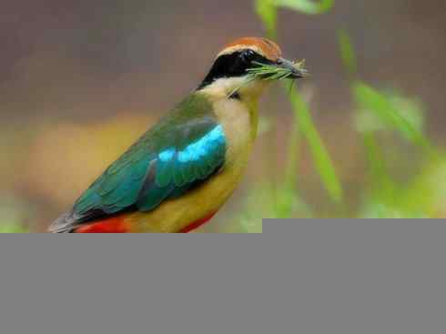 家禽驯化之源之二十九