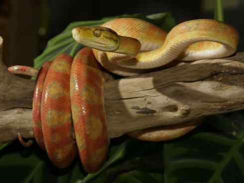 龙：传说的兽原型探秘（树蚺类）