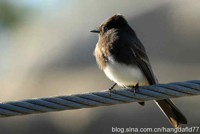 黑长尾霸鹟 黑长尾霸鹟