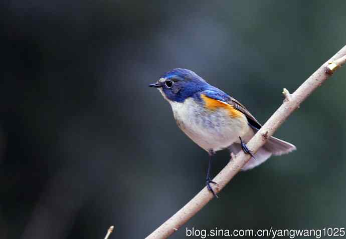 雄性红胁蓝尾鸲（2）