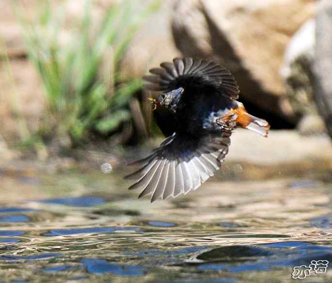 河北平山 wbr路 wbr红尾水鸲 河北平山 wbr路 wbr红尾水鸲