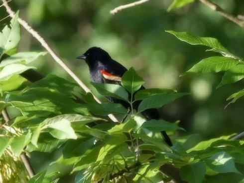雀鸟也彪悍:小鸟也疯狂(红翅黑鹂) 雀鸟也彪悍:小鸟也疯狂(红翅黑鹂——拟鹂科的战斗种族)
