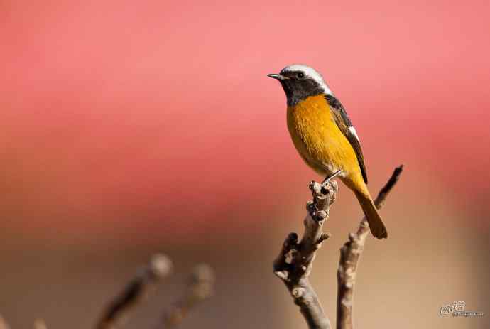 小鸟北红尾鸲&nbsp;wbr♂