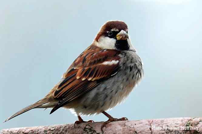 【亚平宁半岛之旅 wbr. wbr鸟鸟猎摄】