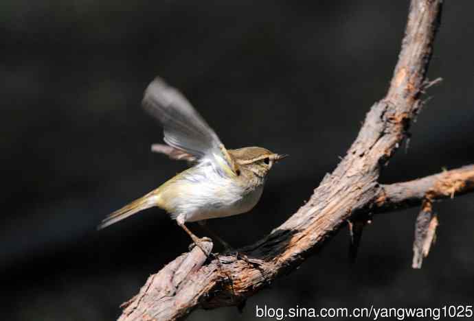 黄眉柳莺(6) 黄眉柳莺(6)