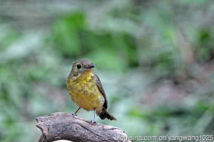 雌性绿背姬鶲（15）