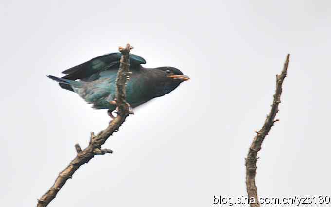 初识三宝鸟(组图) 初识三宝鸟(组图)